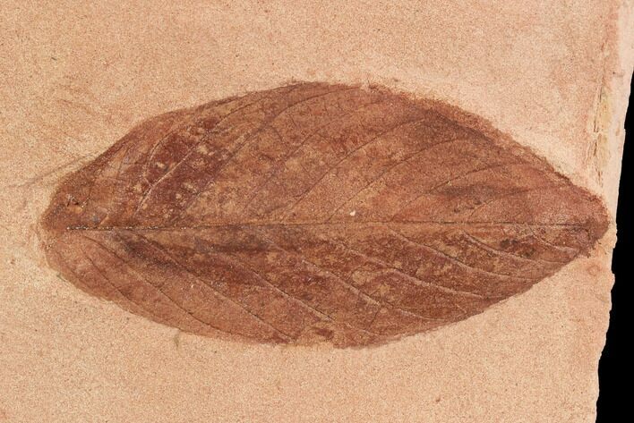 Red Fossil Leaf (Rhamnites) - Montana #95331
